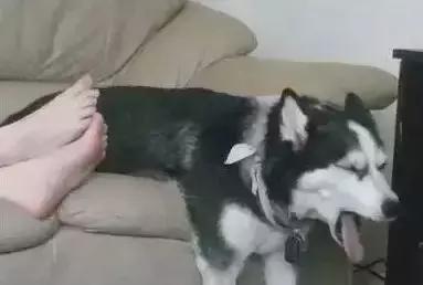 萨摩耶独自乘地铁出走,竟是二哈惹的祸!