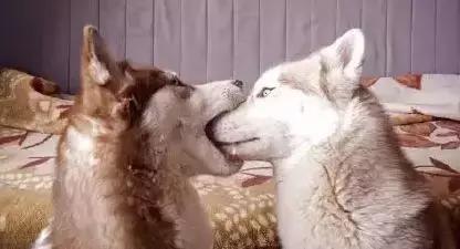 萨摩耶独自乘地铁出走,竟是二哈惹的祸!