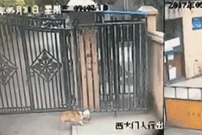 萨摩耶独自乘地铁出走,竟是二哈惹的祸!