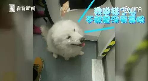 萨摩耶独自乘地铁出走,竟是二哈惹的祸!