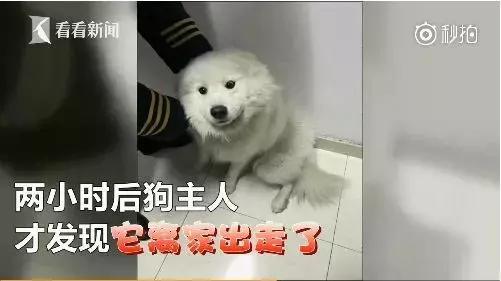 萨摩耶独自乘地铁出走,竟是二哈惹的祸!