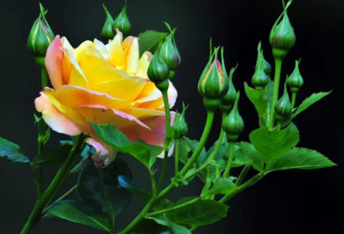 1692978133173202.png image.png