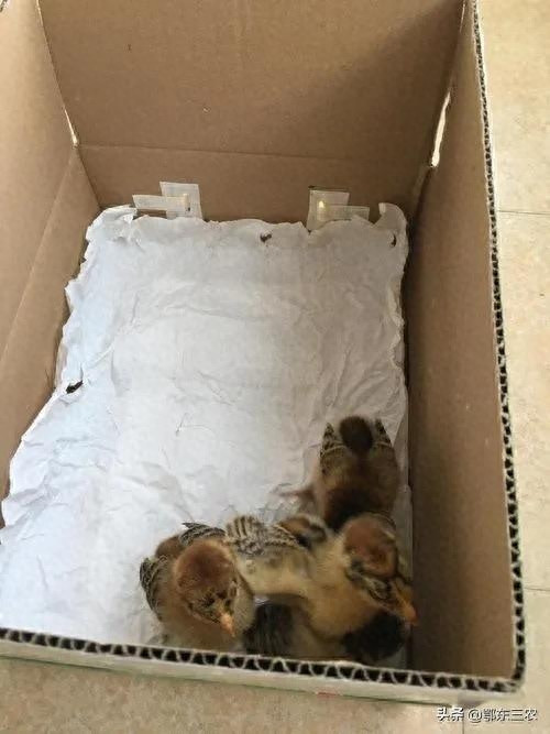 小鸡苗怎么养成活率高(小鸡养到几天就安全了)