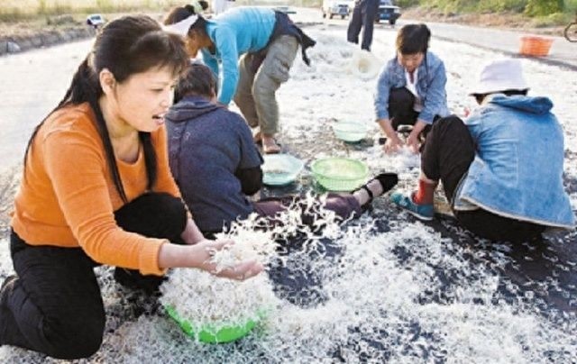 这种透明的“玻璃鱼”起源于我国，被日本称为“鱼参”