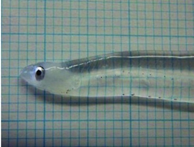 这种透明的“玻璃鱼”起源于我国，被日本称为“鱼参”