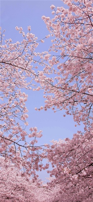 少女心满满的粉红色系列壁纸,每一张都是甜蜜的印记