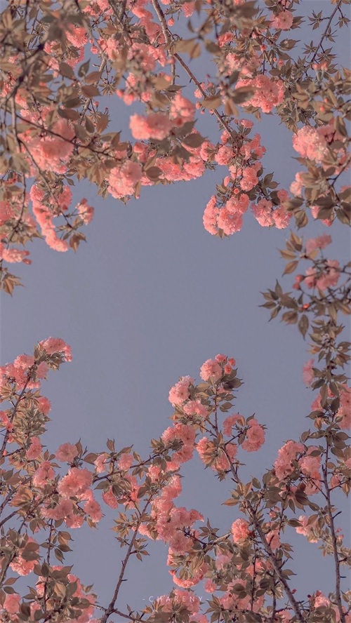 少女心满满的粉红色系列壁纸,每一张都是甜蜜的印记