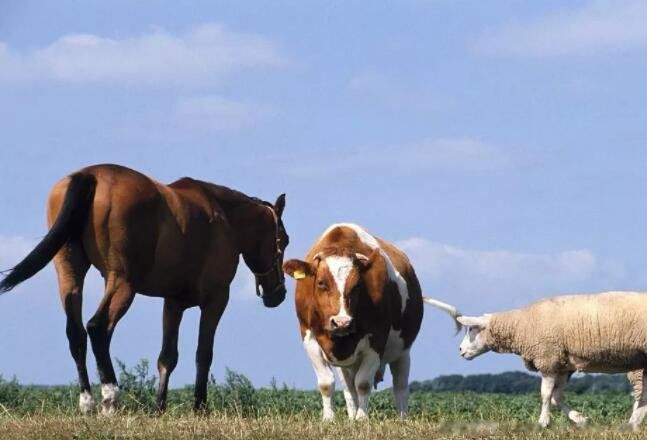 der是什么意思 网络用语在不同地方含义也不同