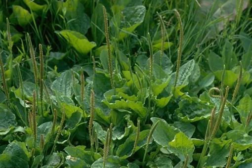 采采芣苡薄言采之中的芣苡是指什么?你知道芣苡其实是一种植物吗?