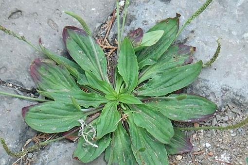 采采芣苡薄言采之中的芣苡是指什么?你知道芣苡其实是一种植物吗?