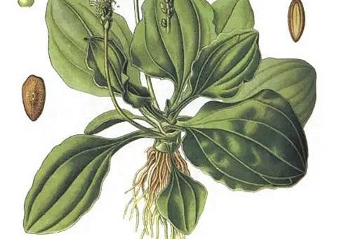 采采芣苡薄言采之中的芣苡是指什么?你知道芣苡其实是一种植物吗?