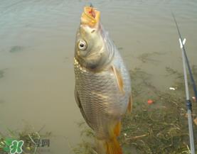 三月份钓鲤鱼好钓吗？3月份钓鲤鱼用什么好？