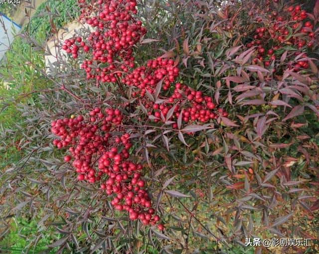 蛇莓和野草莓能吃吗（蛇莓和野草莓的区别在哪）
