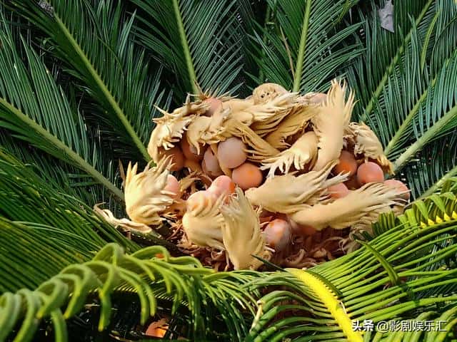 蛇莓和野草莓能吃吗（蛇莓和野草莓的区别在哪）