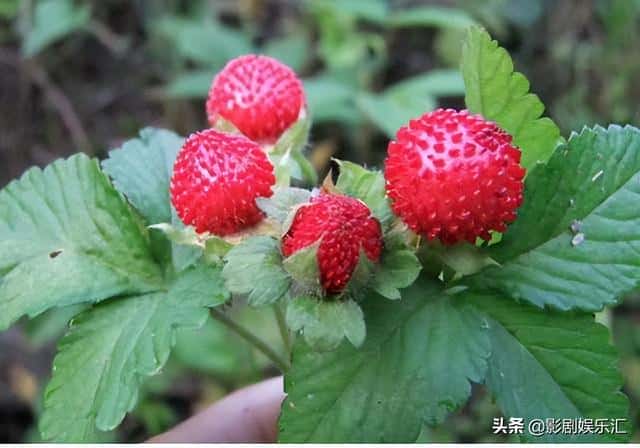 蛇莓和野草莓能吃吗（蛇莓和野草莓的区别在哪）