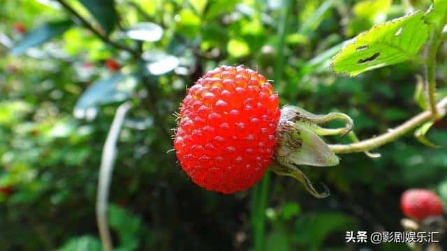 蛇莓和野草莓能吃吗（蛇莓和野草莓的区别在哪）