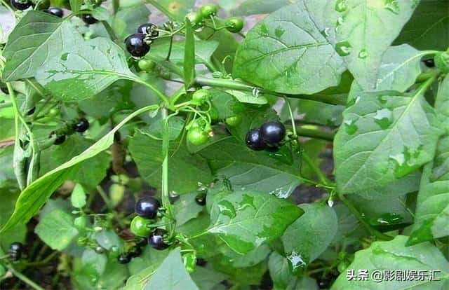 蛇莓和野草莓能吃吗（蛇莓和野草莓的区别在哪）