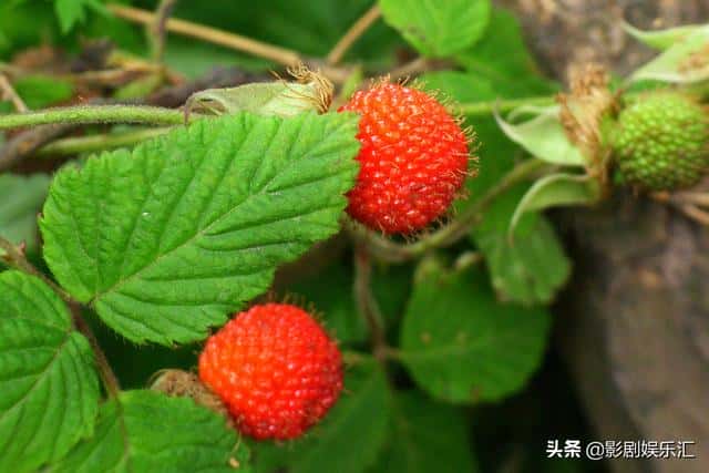 蛇莓和野草莓能吃吗（蛇莓和野草莓的区别在哪）