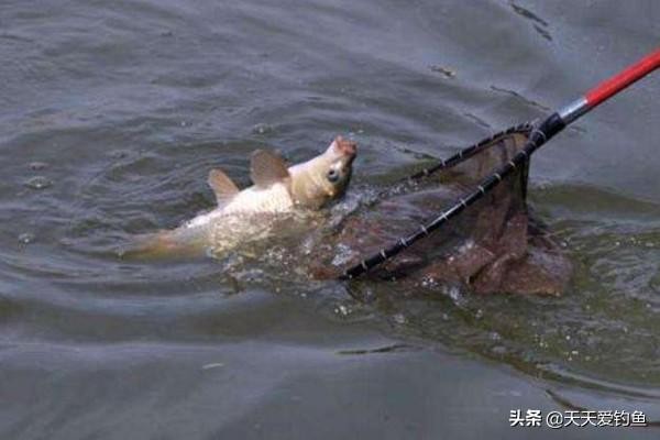 简单即做即用自制钓鲤鱼饵料配方（适合野钓鲤鱼的7个自制饵料配方）(1)