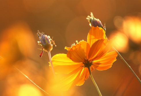 1714289922105987.png image.png
