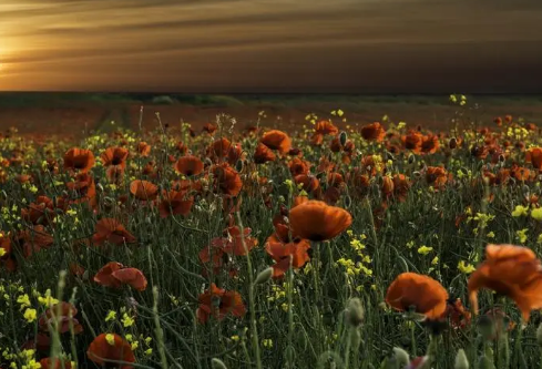 1714293401122089.png image.png