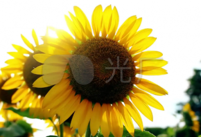 ​lol好听简单的名字